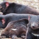 6-Days Discovery Tour of Tasmania - Comfort Style - FAQs