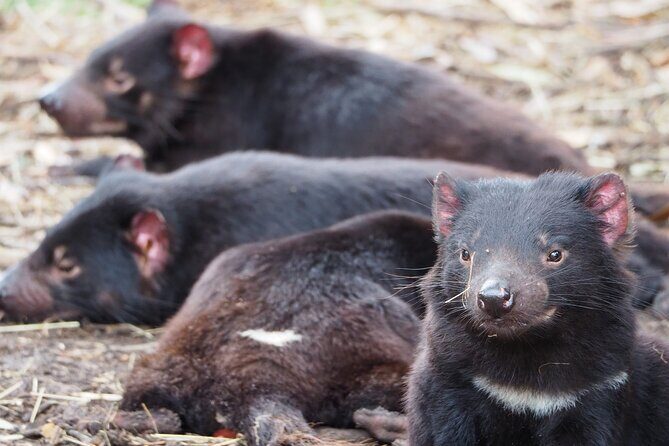 6-Days Discovery Tour of Tasmania - Comfort Style - FAQs
