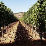 6-Hour Luxury Napa Wine Tasting Tour with Route Planning - Practical Tips for Booking and Making the Most of Your Tour