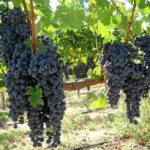 6-Hours Customized Private SONOMA Valley Wine Tour From San Francisco Bay Area - Final Thoughts: Is It Worth It?