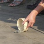6Hr Cruise or Hotels City Tour, Divers, Baby Turtles Peace Chapel - Exploring Acapulco: A Detailed Look at the Tour