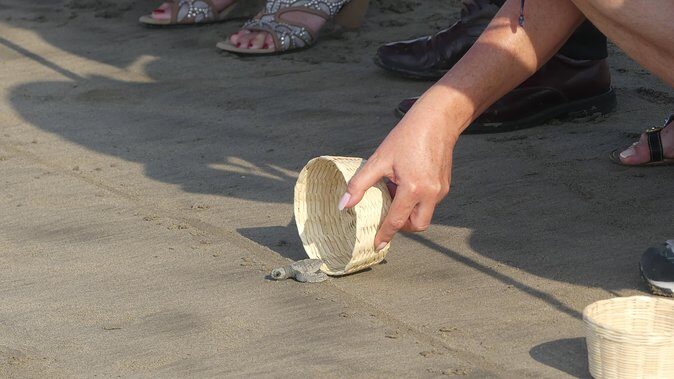 6Hr Cruise or Hotels City Tour, Divers, Baby Turtles Peace Chapel - Exploring Acapulco: A Detailed Look at the Tour