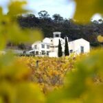 7- 8 Hour StelaVino Guided Wine Tours From Hobart, Tasmania - An In-Depth Look at the Hobart Wine Tour Experience