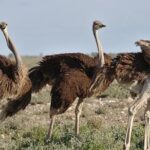 7-Day Garden Route Safari Adventure from Cape Town - Who Would Love This Tour?