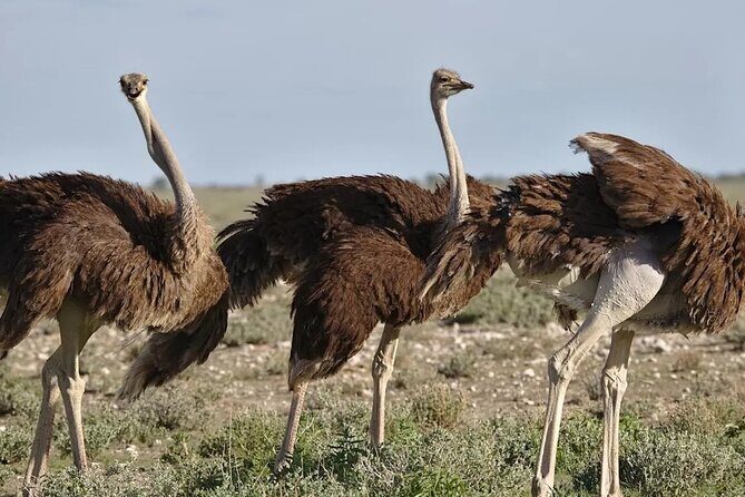 7-Day Garden Route Safari Adventure from Cape Town - Who Would Love This Tour?