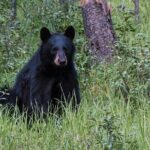 7 Days Canadian Rockies Camping Tour Package - Practical Details and Tips