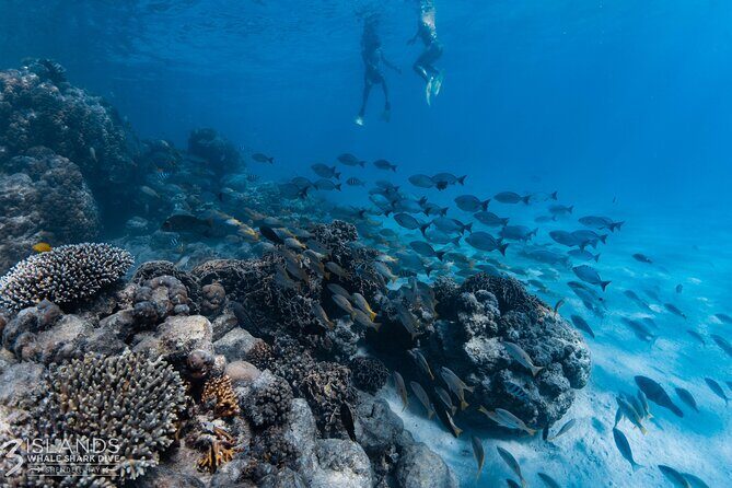 7 Hours Off Peak Whale Shark and Ningaloo Reef Tour in Exmouth - FAQ
