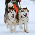8-10km Husky Ride in the Taiga and Visit other farm animals - Practical Details and Value