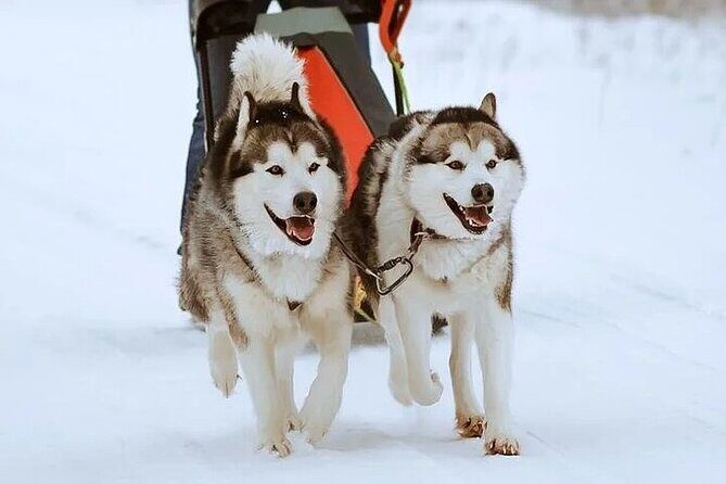 8-10km Husky Ride in the Taiga and Visit other farm animals - Practical Details and Value