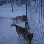 8-10km Husky Ride in the Taiga Forest and visiting the Kennel - An In-Depth Look at the Husky Sled Experience