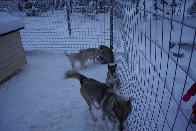 8-10km Husky Ride in the Taiga Forest and visiting the Kennel - An In-Depth Look at the Husky Sled Experience