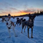 8-10km. Husky Safari from Rovaniemi and visting the Kennel - Is It Worth the Price?