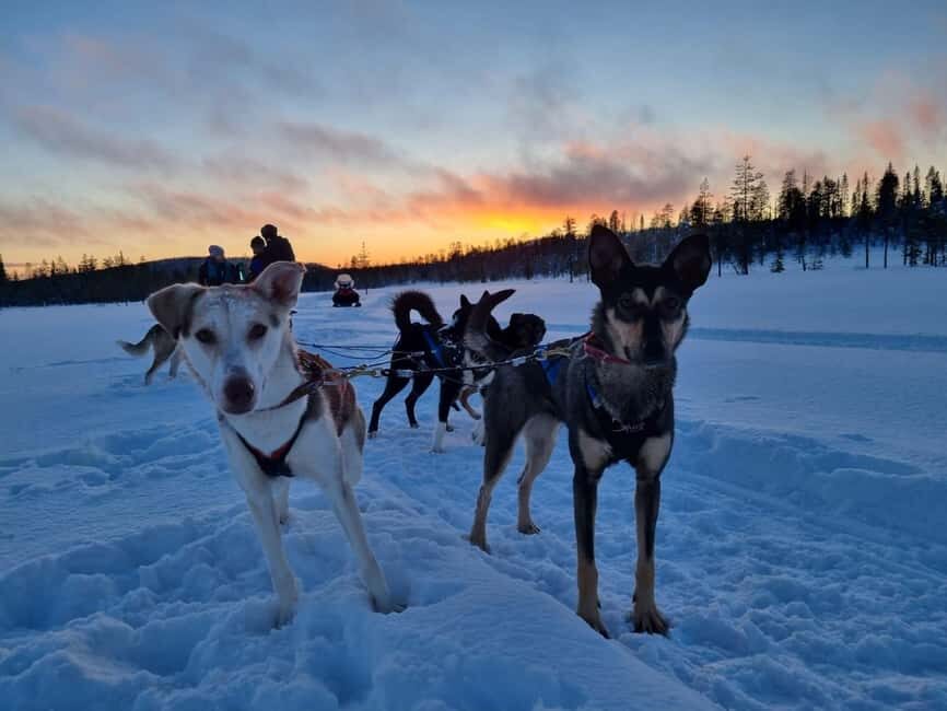 8-10km. Husky Safari from Rovaniemi and visting the Kennel - Is It Worth the Price?