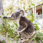 8 Day Byron Bay Noosa Fraser Island Tour from Sydney to Brisbane - Who Should Consider This Tour?