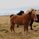 8 Day Winter Circle Tour, Ring Route of Iceland with Snæfellsnes Peninsula - What Travelers Say and Why It Matters