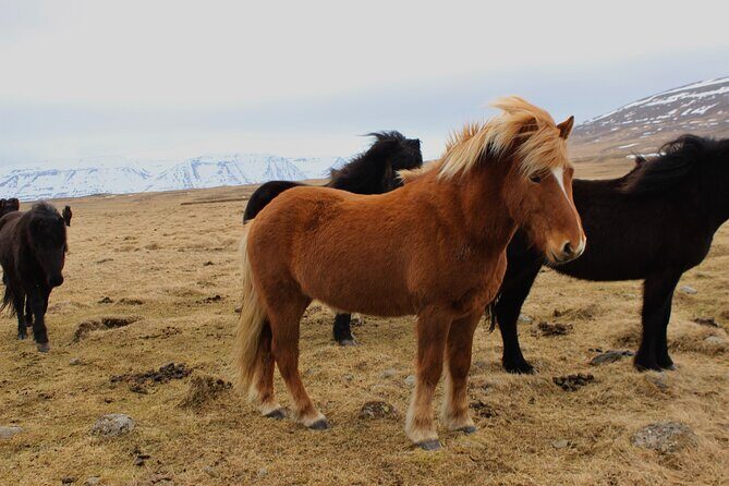 8 Day Winter Circle Tour, Ring Route of Iceland with Snæfellsnes Peninsula - What Travelers Say and Why It Matters