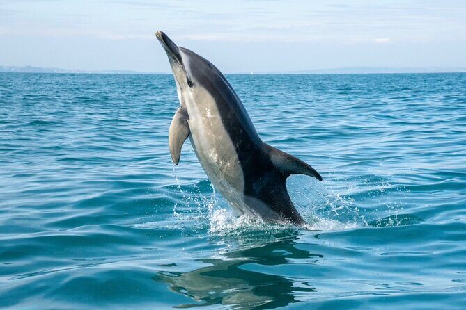 90 Minute Coastal Explorer in Torquay - Why This Tour Is a Great Choice