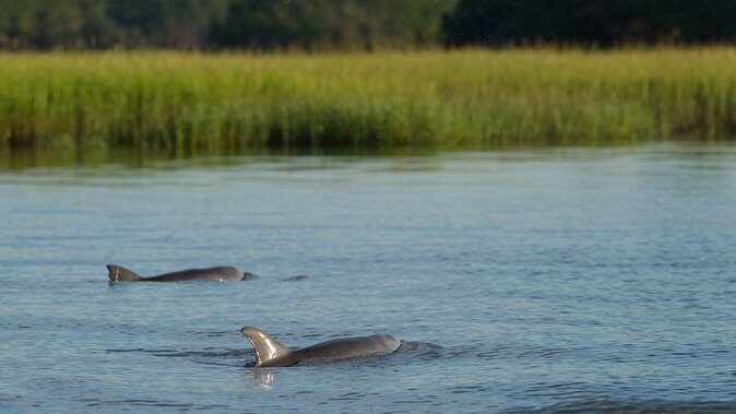 90-Minute Dolphin and Nature Tour of Hilton Head - Why This Tour Offers Great Value