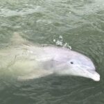 90 Minute Hilton Head Dolphin and Nature Cruise - The Sum Up: Who Is This Tour Best For?