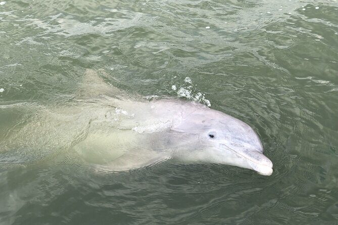 90 Minute Hilton Head Dolphin and Nature Cruise - The Sum Up: Who Is This Tour Best For?