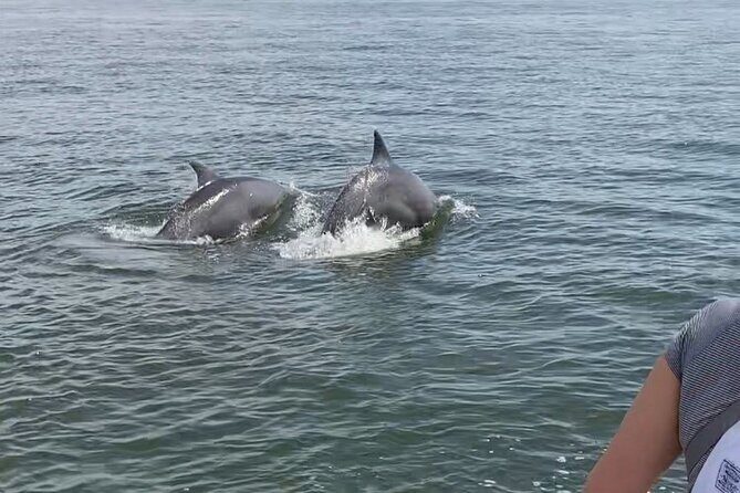 90-Minute Private Dolphin Tour in Hilton Head Island