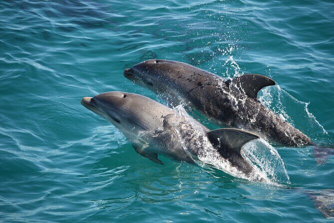 90 minute wildlife and scenic cruise - Who Should Consider This Tour?