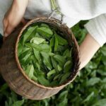 90minutes Tea Preparation and Tasting Experience in Como - The Heart of the Experience: What You’ll Do and Learn