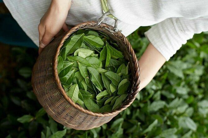90minutes Tea Preparation and Tasting Experience in Como - The Heart of the Experience: What You’ll Do and Learn