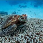 A Cook Islands Turtle Tour - small groups, premium experience - An Honest Look at the Rarotonga Turtle Tour