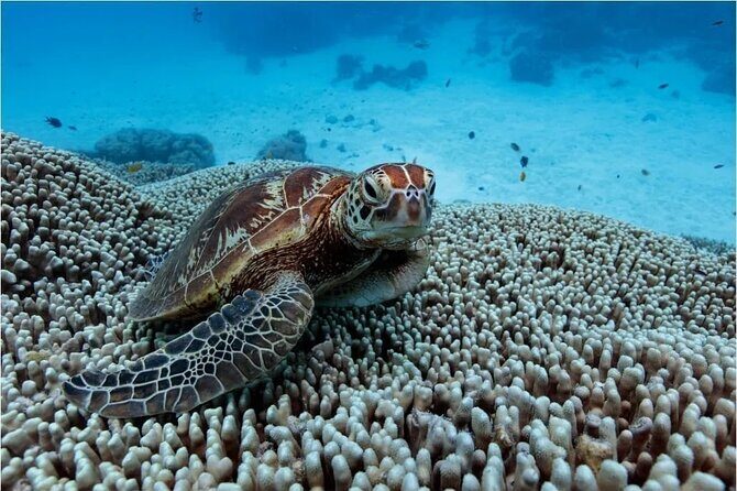 A Cook Islands Turtle Tour - small groups, premium experience - An Honest Look at the Rarotonga Turtle Tour