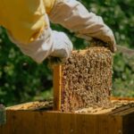 A day as a beekeeper: an adventure among mountains and nature - Practical Details & Tips