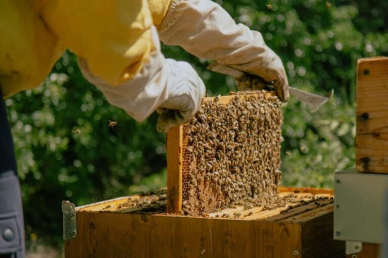 A day as a beekeeper: an adventure among mountains and nature - Practical Details & Tips