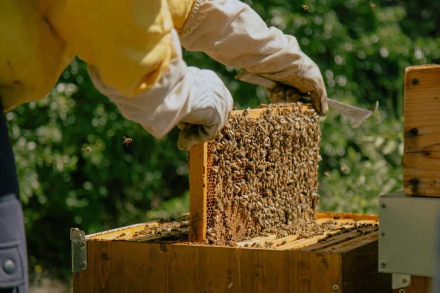 A day as a beekeeper: an adventure among mountains and nature - Practical Details & Tips