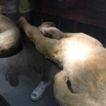 A Day at the Museum - Natural History Museum London - FAQs About the Natural History Museum Guided Tour