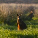 A Day with Penguins & Kangaroos: Small group Phillip Island Tour - Transportation and Group Size: Why It Matters