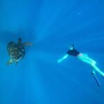 A Private TURTLE Tour on Rarotonga with Photography and Transfers - FAQ