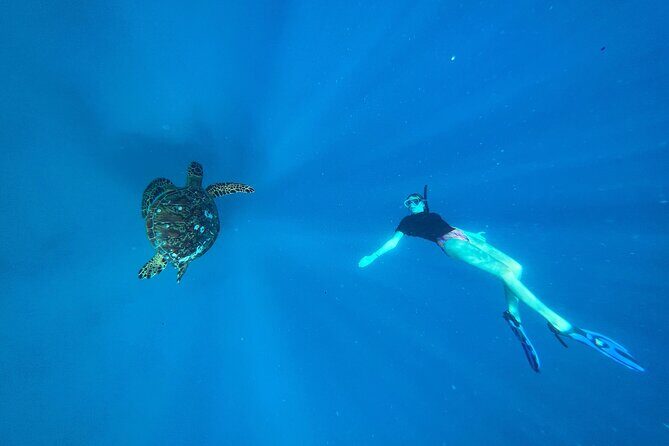 A Private TURTLE Tour on Rarotonga with Photography and Transfers - FAQ