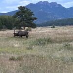A Rutin' Good Time; Elk Tour in Rocky Mountain National Park - Final Thoughts