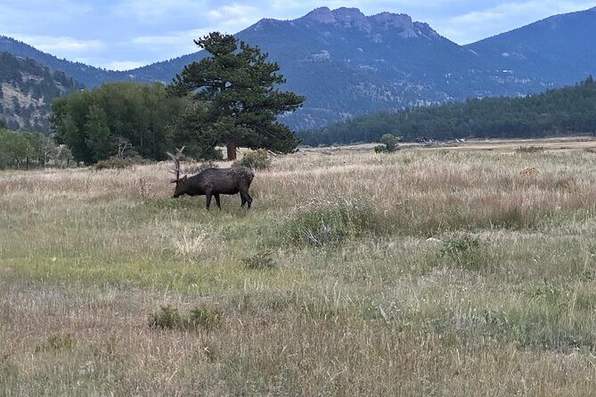 A Rutin' Good Time; Elk Tour in Rocky Mountain National Park - Final Thoughts