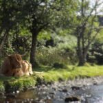 A taste of Scotland Full-Day Private Tour - The Value of the Guided Private Experience