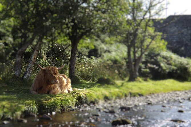 A taste of Scotland Full-Day Private Tour - The Value of the Guided Private Experience