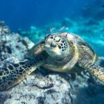 A Turtle Tour on Rarotonga - small groups, premium experience - An In-Depth Look at the Rarotonga Turtle Tour