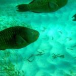 A Unique Private Snorkel Tour of Key Largo - A Deep Dive into the Private Snorkel Tour Experience in Key Largo