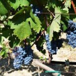 A world of wine-tasting in Nemea - Exploring Nemea’s Historic and Scenic Highlights