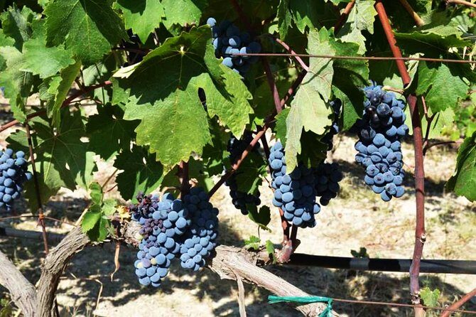 A world of wine-tasting in Nemea - Exploring Nemea’s Historic and Scenic Highlights