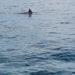 AAA Noosa National Park tour and Dolphin Safari Whalesongsnoosa - Why Choose This Tour?