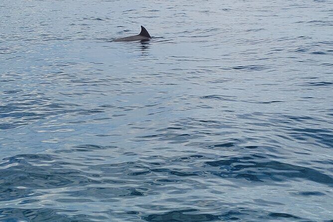AAA Noosa National Park tour and Dolphin Safari Whalesongsnoosa - Why Choose This Tour?