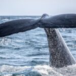 AAA NOOSA Whale watching experience in Noosa Whalesongsnoosa - Who Will Love This Tour?