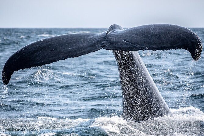 AAA NOOSA Whale watching experience in Noosa Whalesongsnoosa - Who Will Love This Tour?