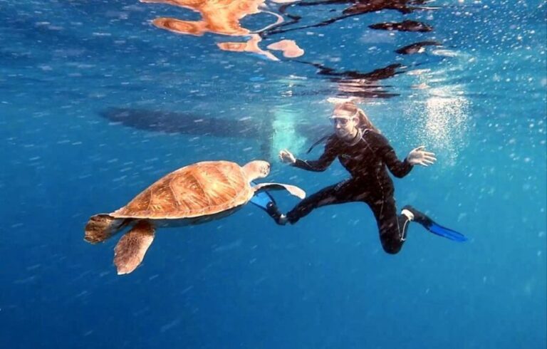 Abades: Tenerife Turtles and Rays Snorkeling Trip - The Experience Itself: What You Can Expect